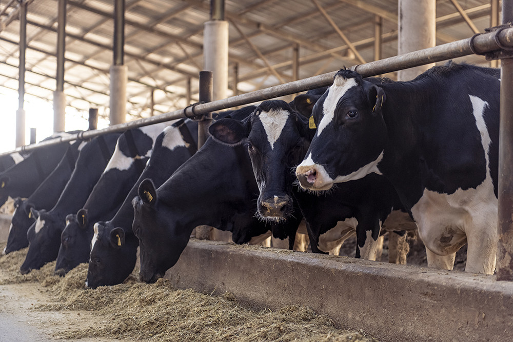 TAZE Holstein sürüsünde günlük besleme